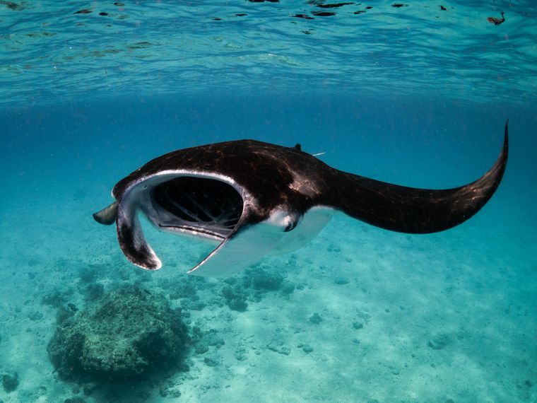 natucate-nature-travel-maldives-manta-conservation-expedition-manta-ray-feeding