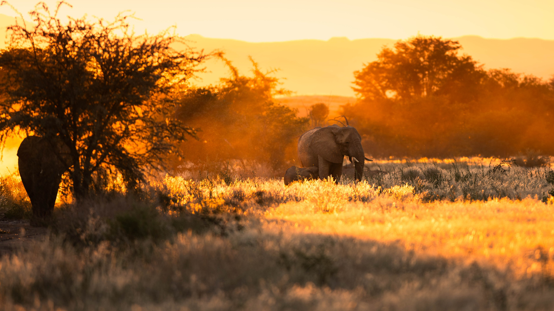 Two elephants in the dust during sunset