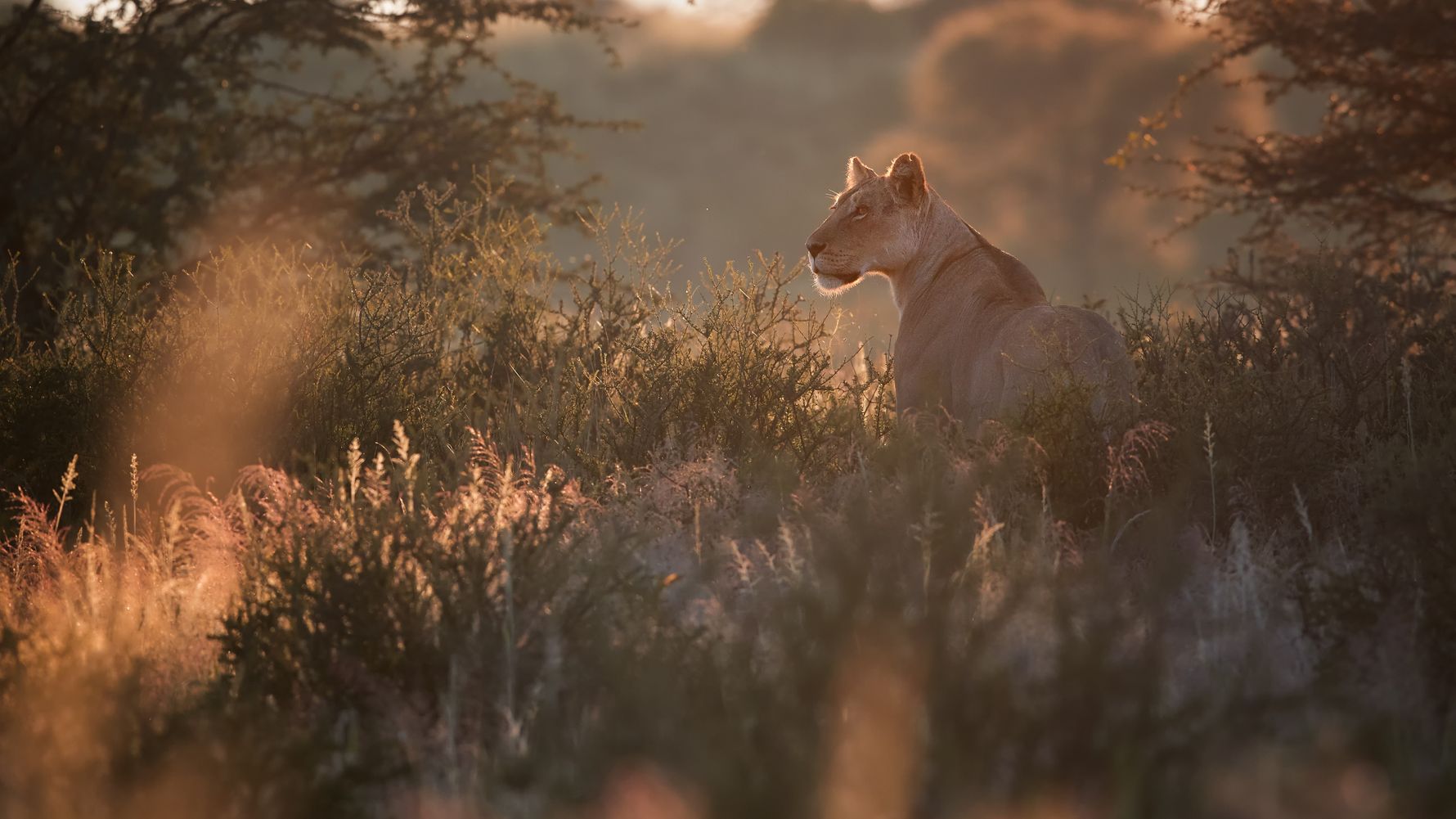 natucate-blog-safari-vokabular-busch-loewin