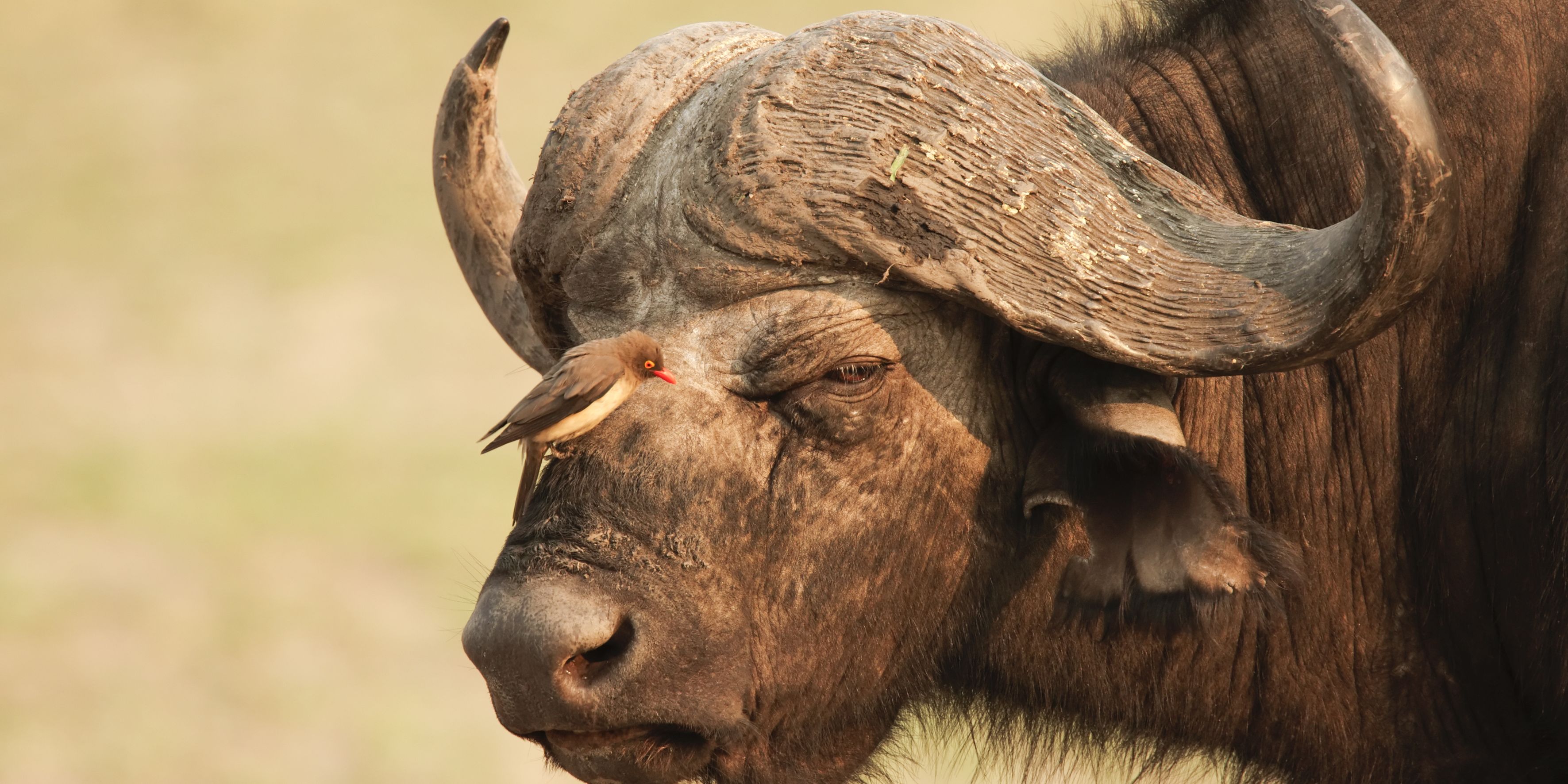 safari-expedition-botswana-setari-khwai-buffalo