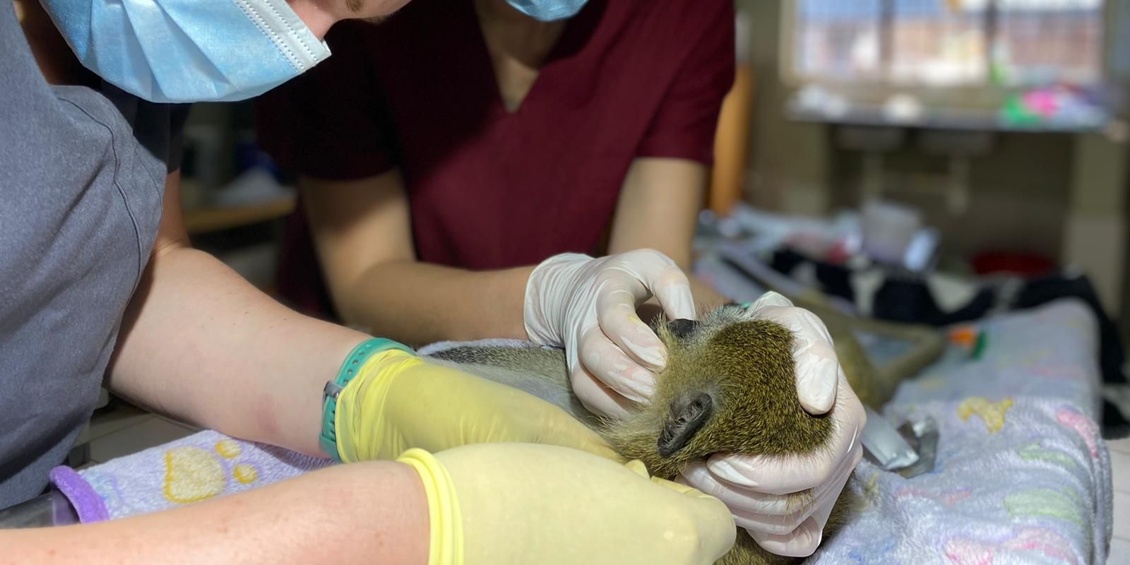 natucate-internship-malawi-wildlife-assessing-face