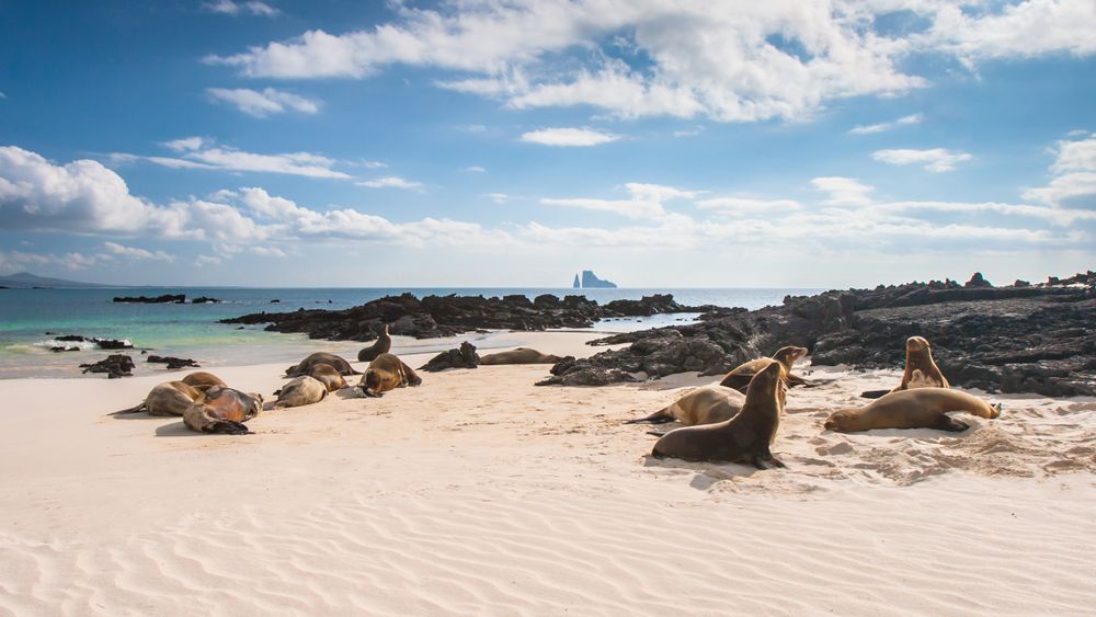 natucate-country-info-ecuador-galapagos-seals