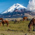 natuctae-country-info-ecuador-cotopaxi-horses