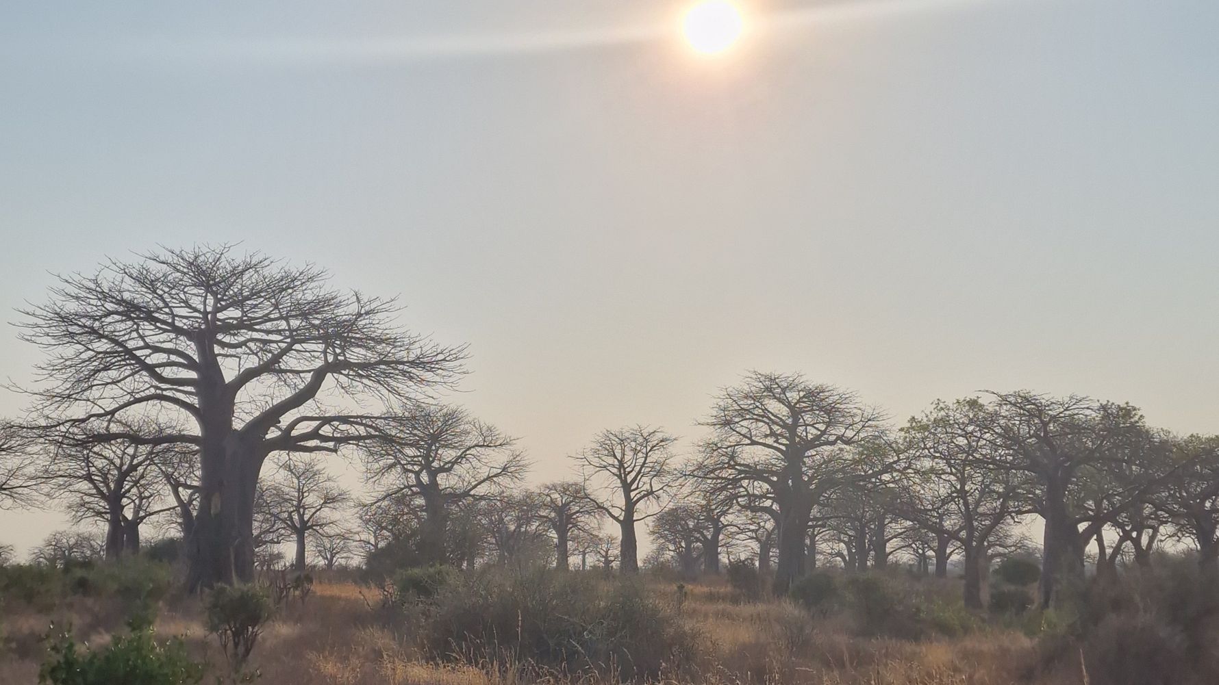 Baobab Landscape