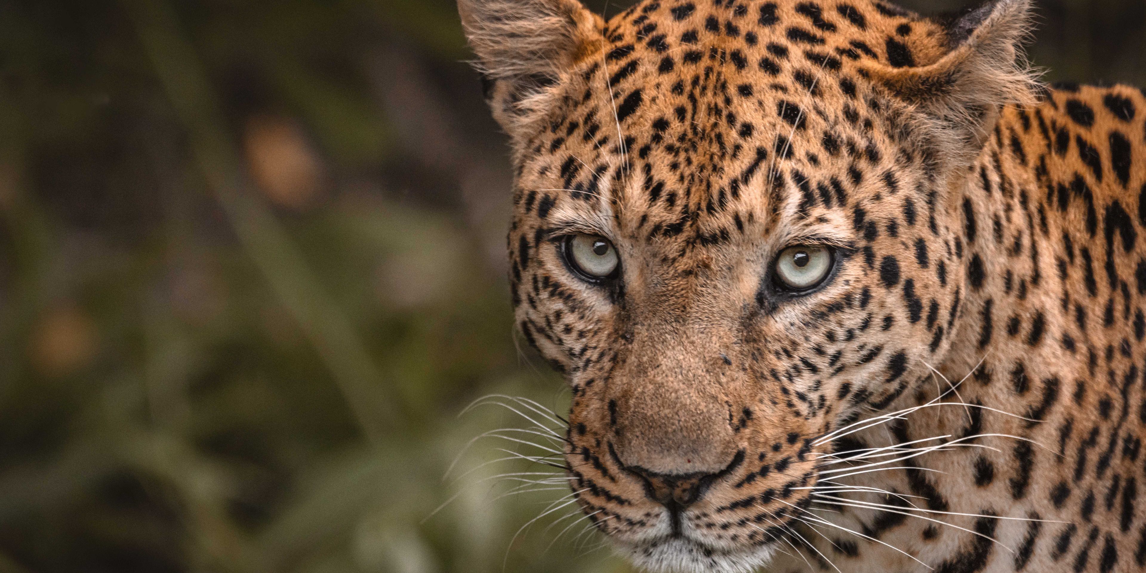 natucate-pwe-botswana-khwai-leopard-profile