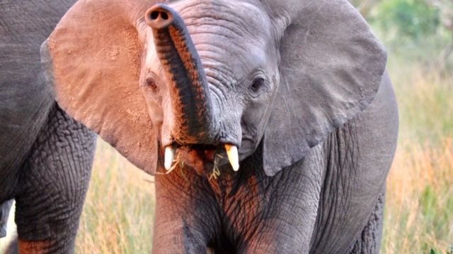 erfahrungsberichte-naturausbildung-pfg-sebastian-elefant-natucate