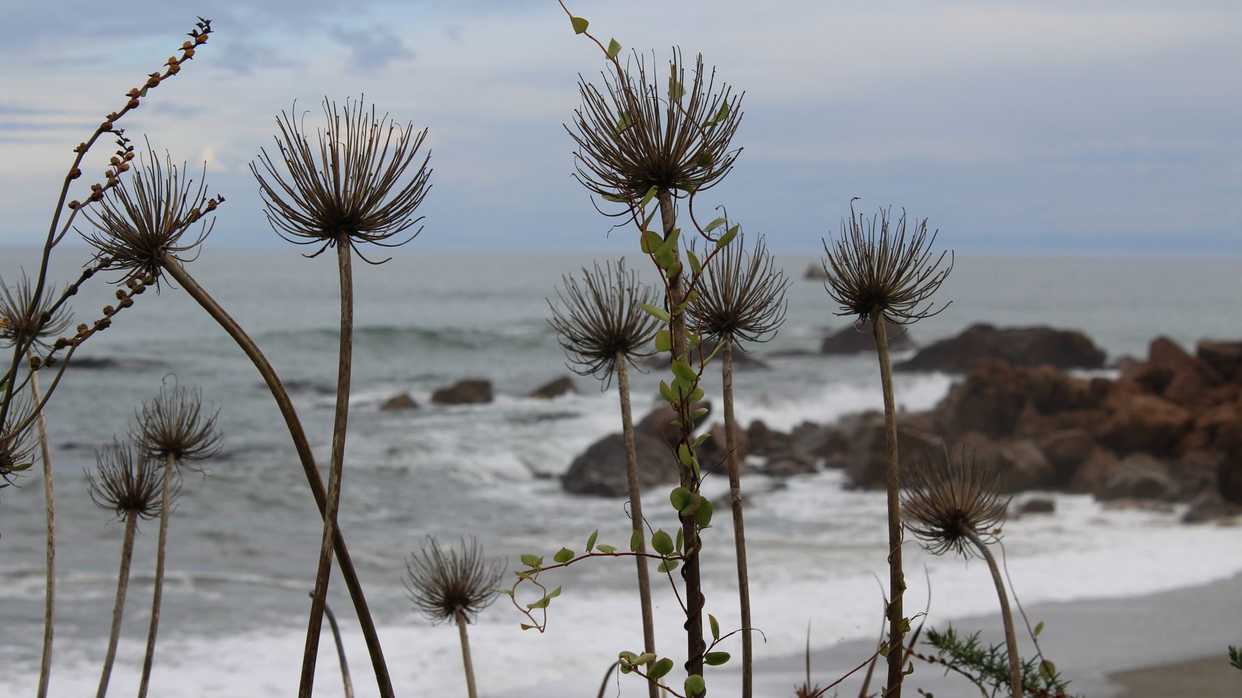 blog-ratgeber-neuseeland-insel-am-ende-der-welt-pflanzen-blog-natucate