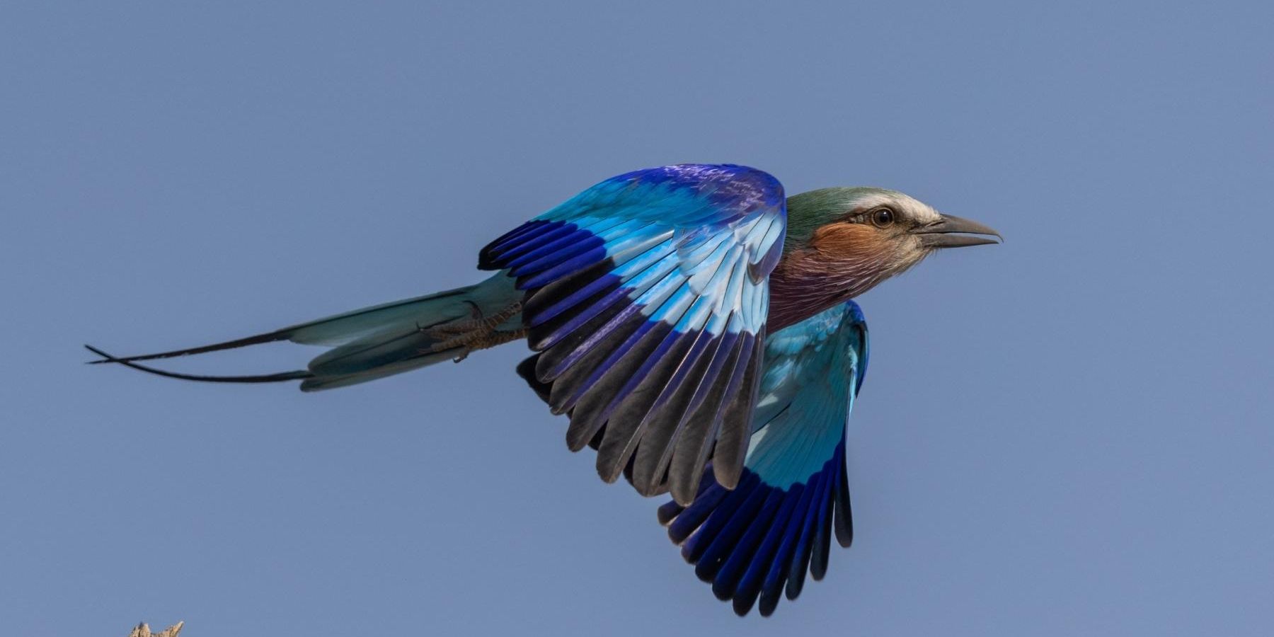 Eine buntgefiederte Gabelracke fliegt los mit blauem Himmel im Hintergrund