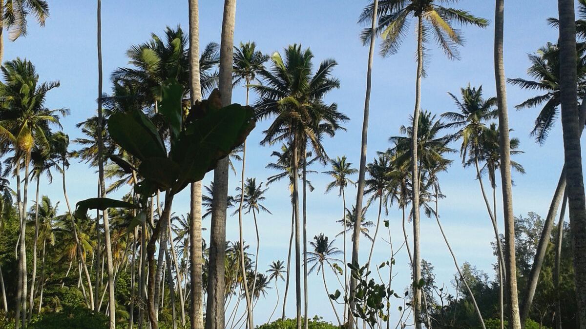 freiwilligenarbeit-seychellen-erfahrungsbericht-artenschutz-kundenfotos-palmenwald-natucate