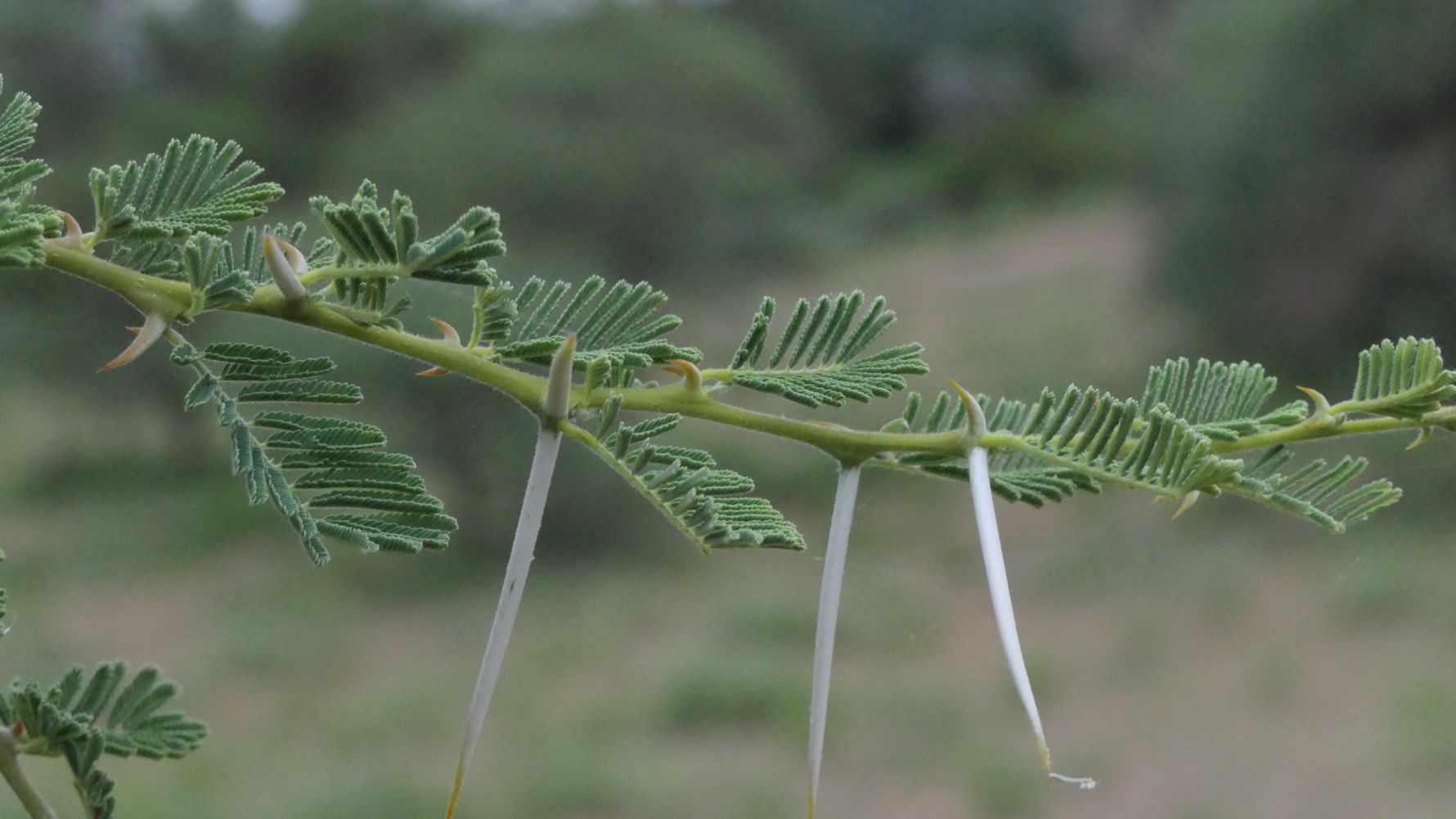 erfahrungsbericht-suedafrika-naturausbildung-tracking-fotografie-kundenfotos-pflanze-natucate