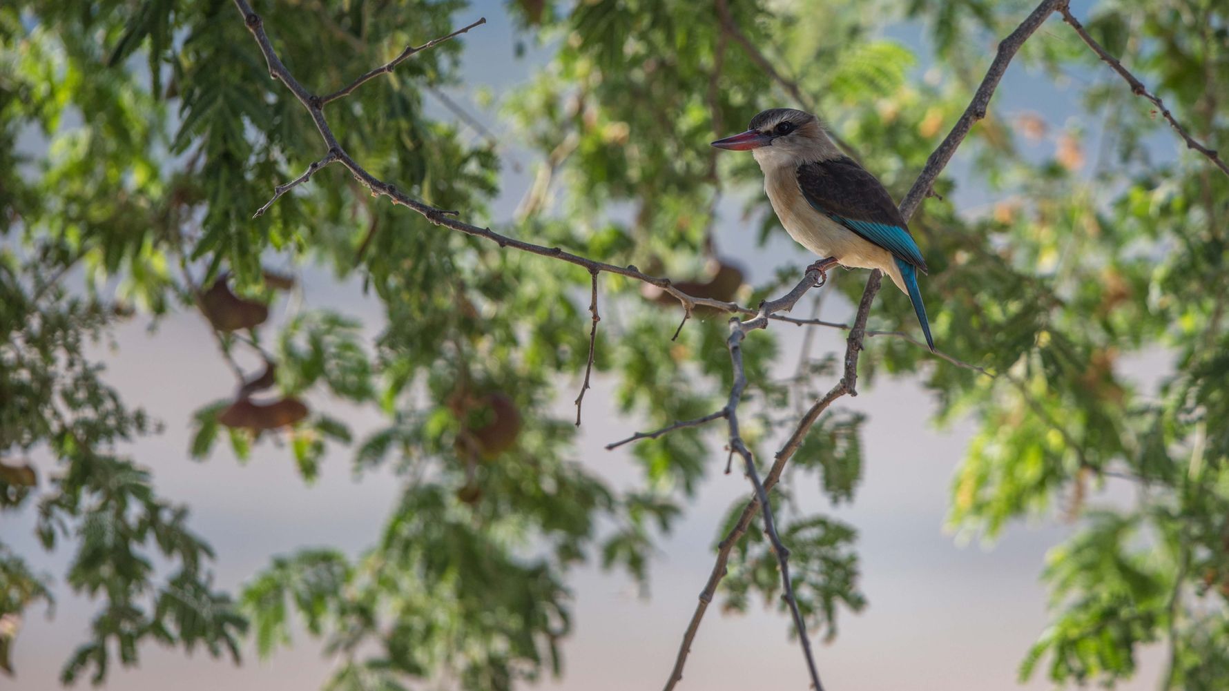 blog-ratgeber-safari-sambia-fuenf-gruende-kingfisher-natucate