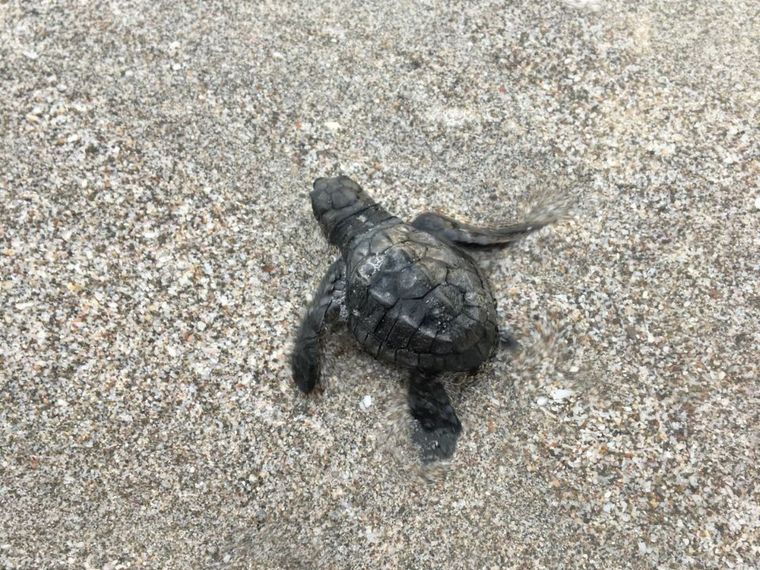 erfahrungsberichte-freiwilligenarbeit-costa-rica-schildkroetenschutz-nathalie-schildkroete-natucate