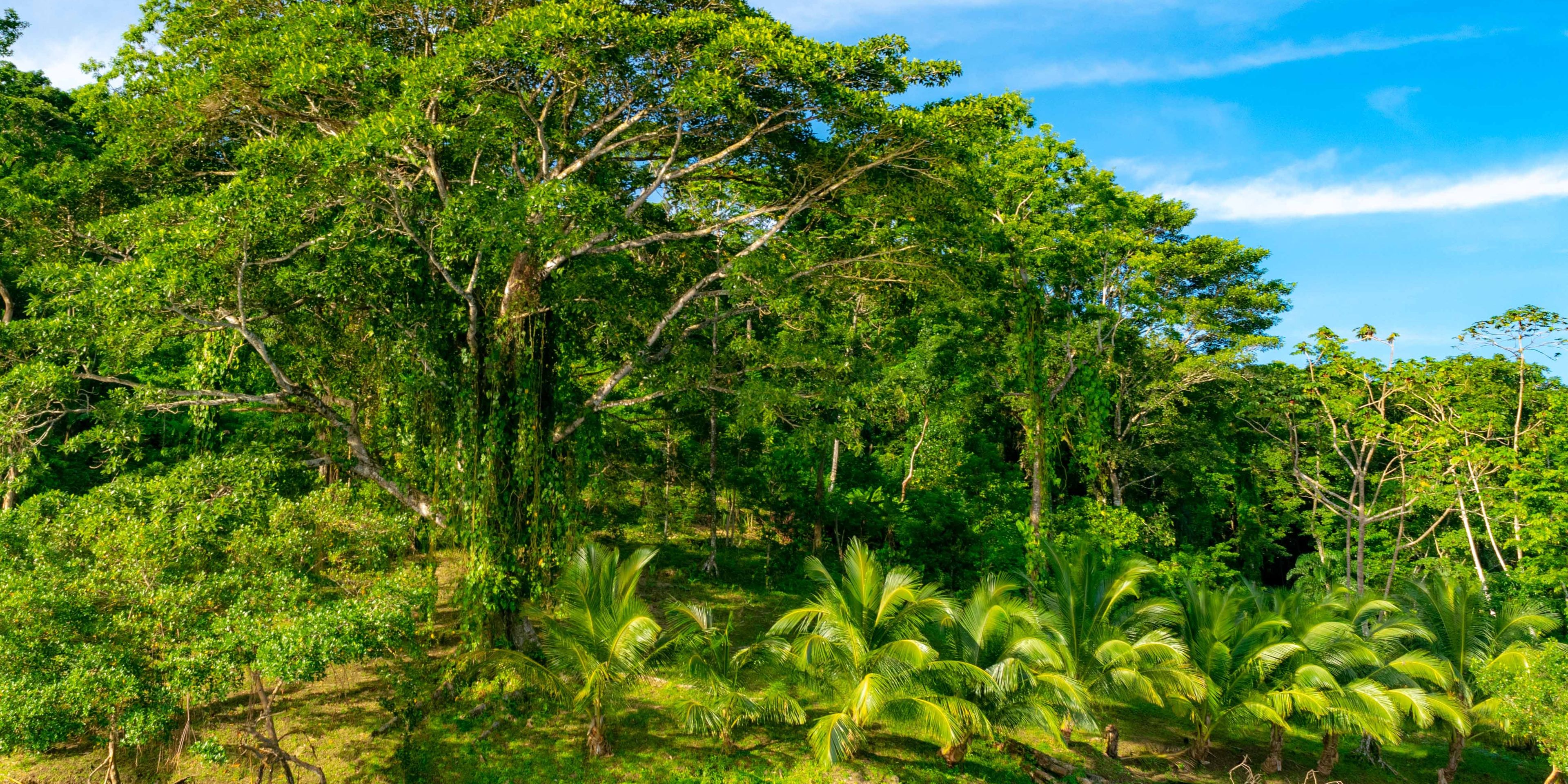 natucate-country-information-panama-bocas-del-toro-dolphin-bay