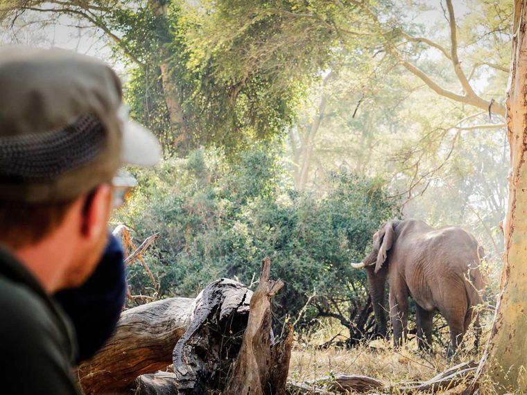 Sichtung eines grasenden Elefanten im Busch in direkter Naehe