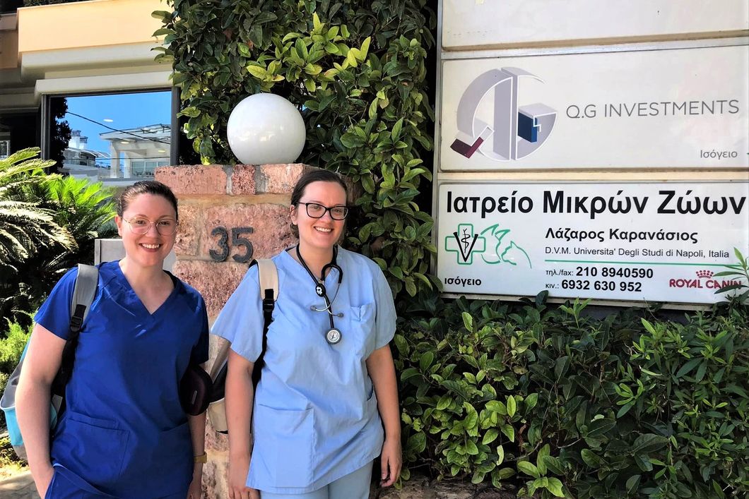 praktikum-griechenland-katzen-tiermedizin-veterinaermedizin