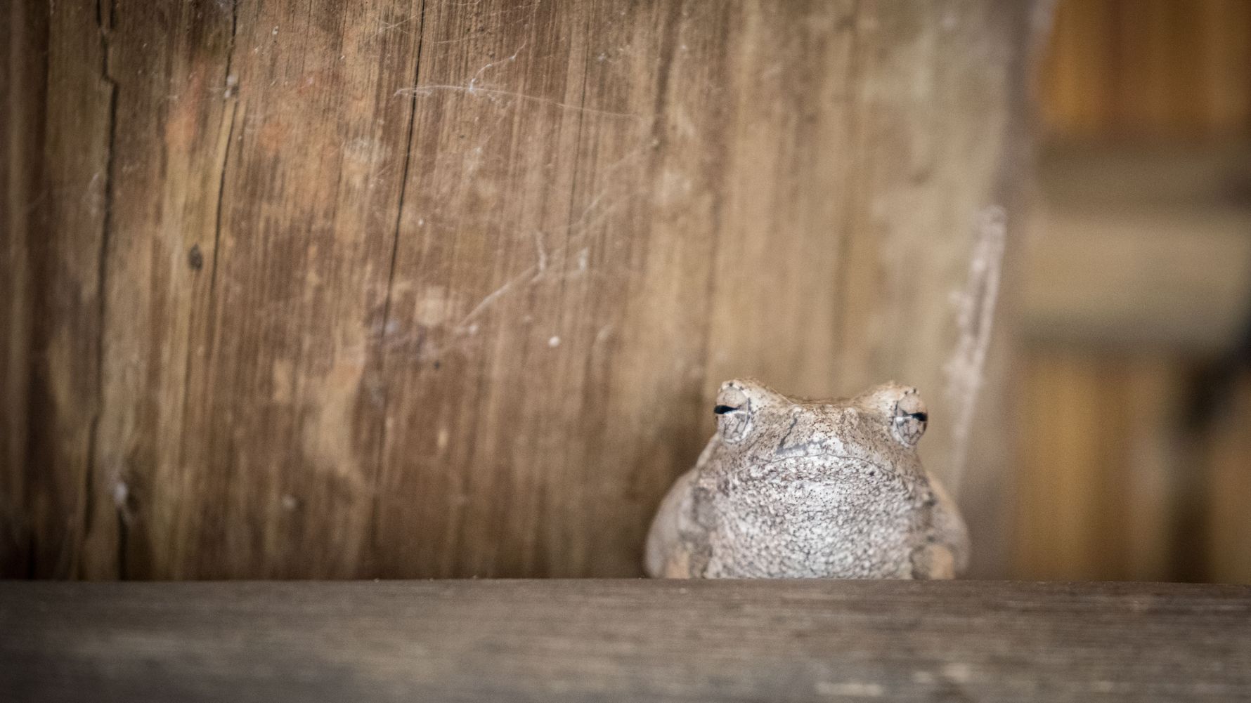 frosch-okavango-delta-naturwissen-blog-naucate