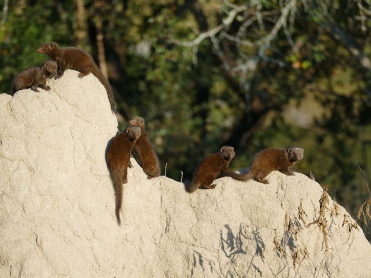 erfahrungsberichte-rangerkurse-suedafrika-field-guide-level-1-elisabeth-mungos-natucate