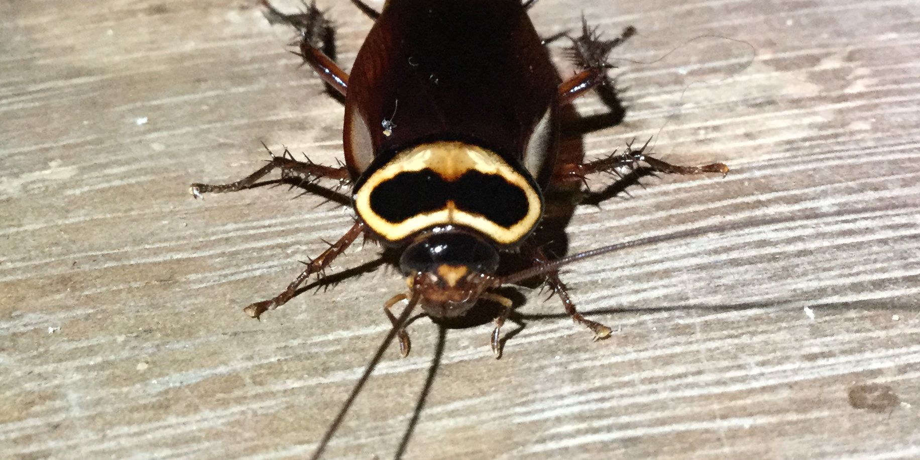 Ein Kaefer dient der Insektenforschung waehrend einer Rangerausbildung