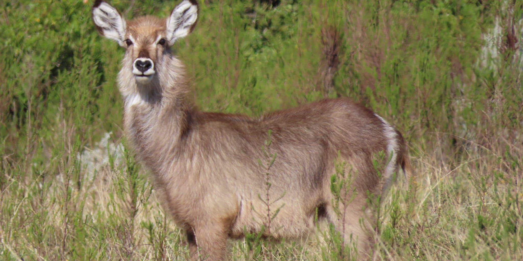 Freiwilligenarbeit in Afrika: Eine afrikanische Antilope der Ellipsen Wasserbock Art in der Wildnis von Suedafrika