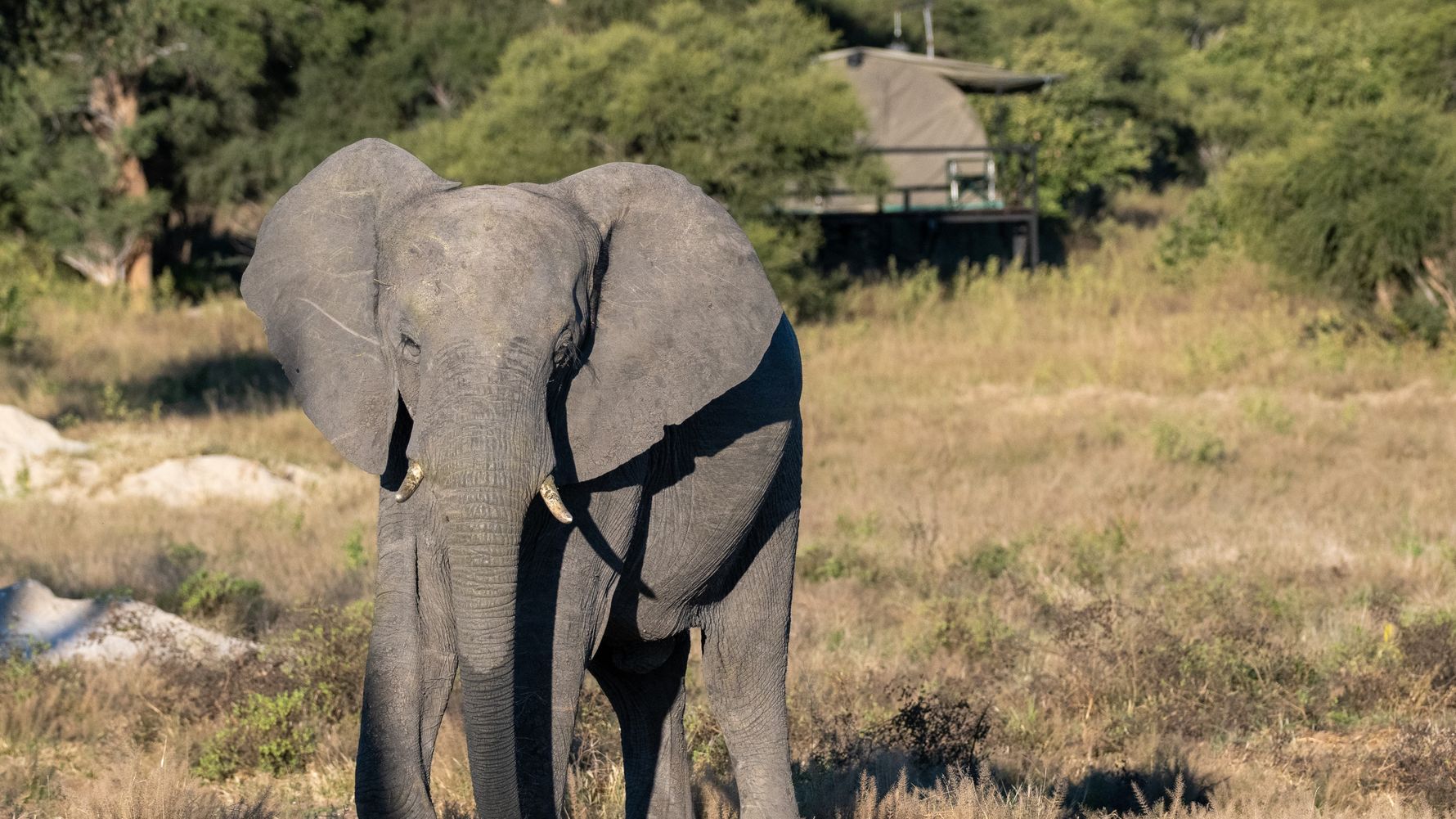 Elephant in front of Camp