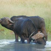 erfahrungsberichte-rangerkurse-suedafrika-field-guide-level-1-tobias-bueffel-natucate