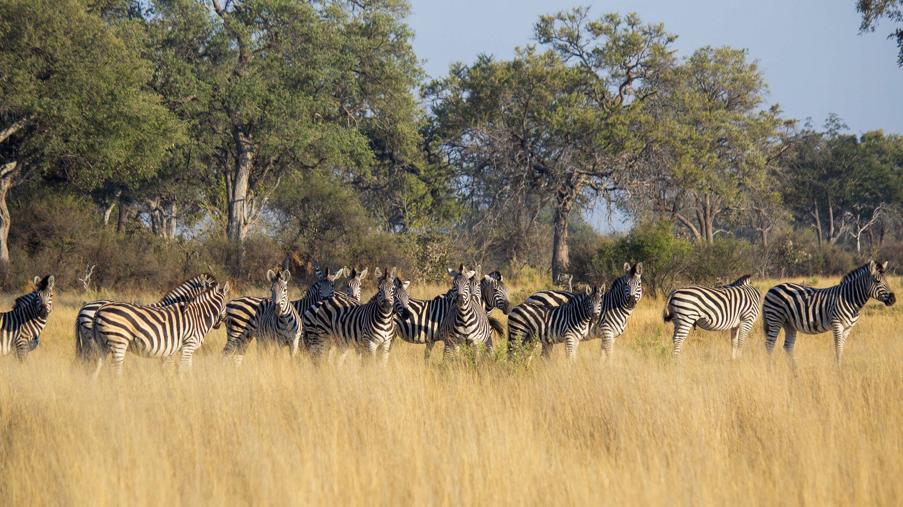 Herde von Zebras im Gras