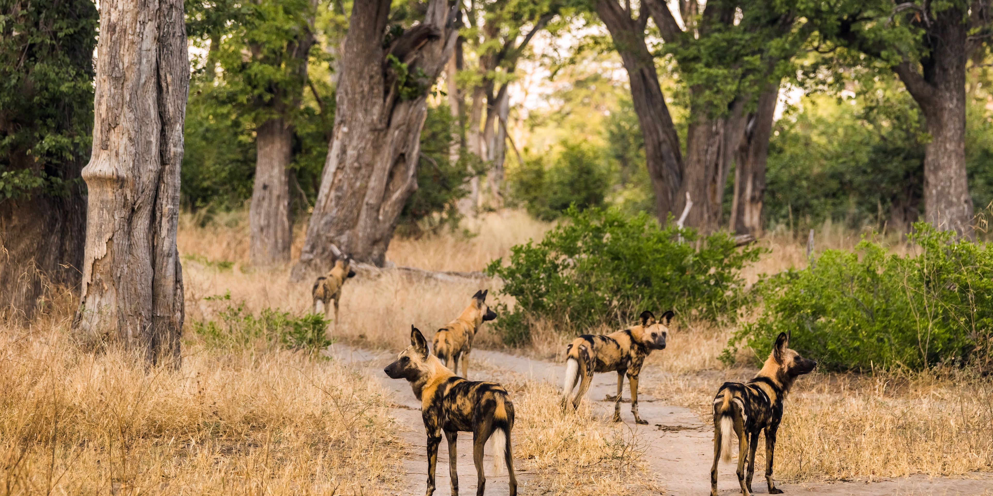 safari-botswana-bliss-deluxe-chobe-wild-dogs