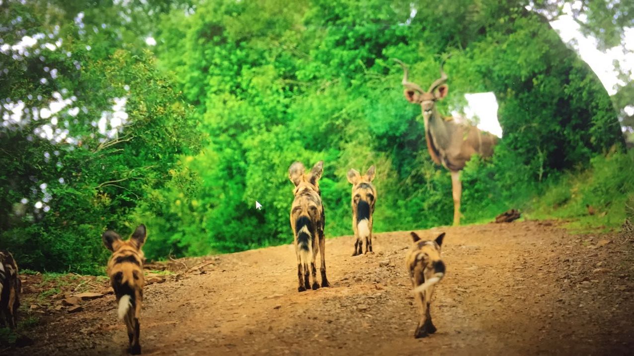 freiwilligenarbeit-suedafrika-erfahrungsbericht-kundenfotos-artenschutz-wildhund-natucate