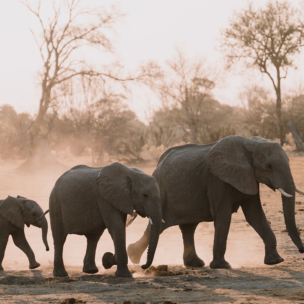 natucate-blog-pr-trip-alice-elephants-row