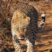 natucate-blog-review-siyafunda-clara-leopard