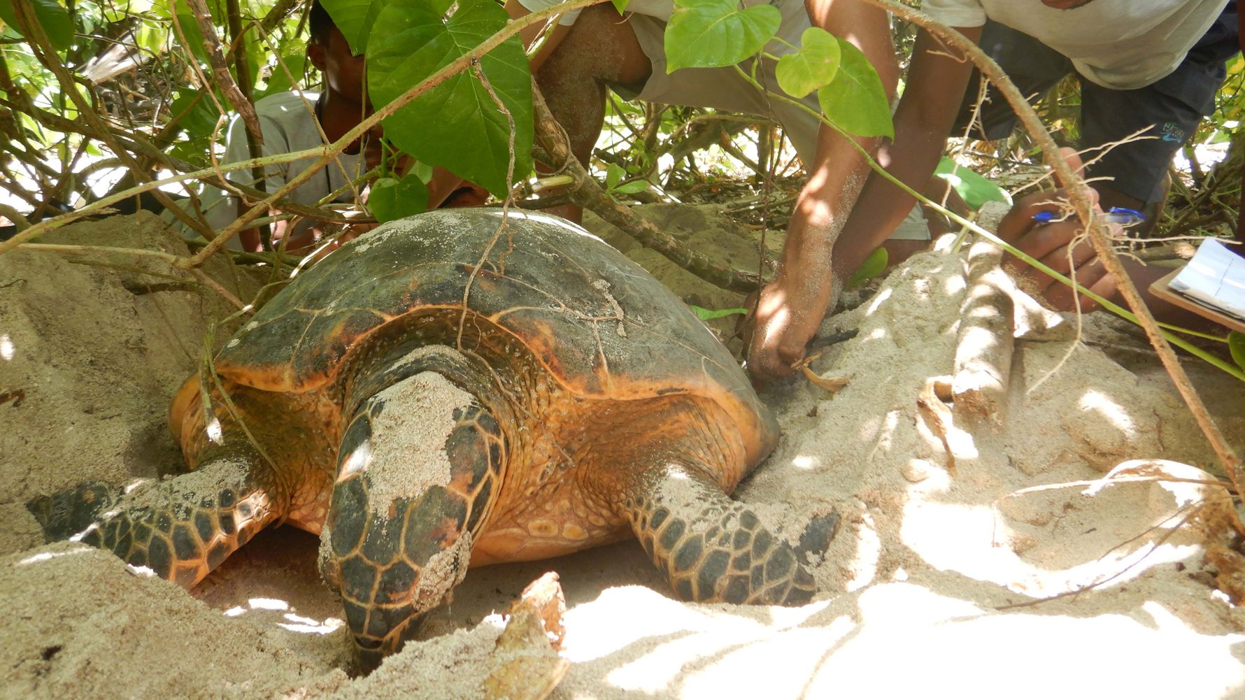 landingpage-digital-detox-reisen-freiwilligenarbeit-seychellen-cousin-island-volunteers-schildkroete-natucate