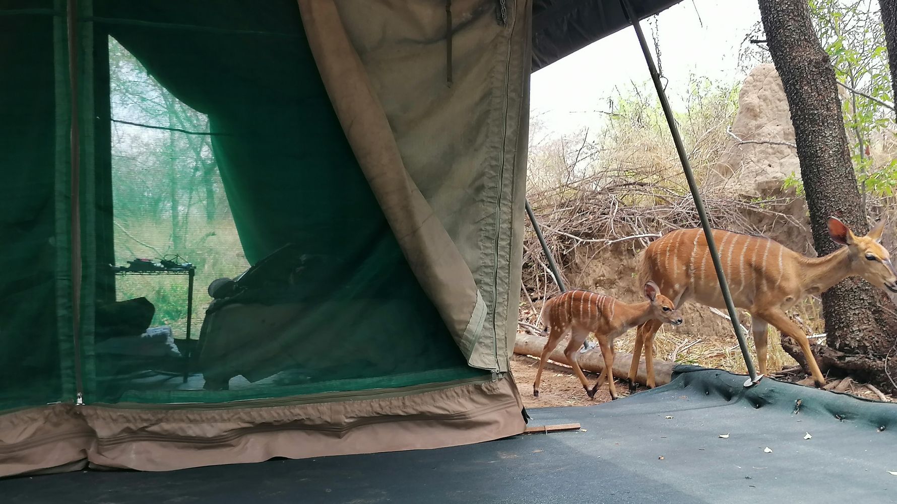 erfahrungsbericht-ecoquest-suedafrika-corinna-nyalas-natucate