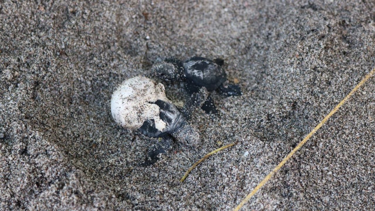 erfahrunsgbericht-costa-rica-praktikum-kundenfotos-artenschutz-geschlupfte-schildkroeten-natucate