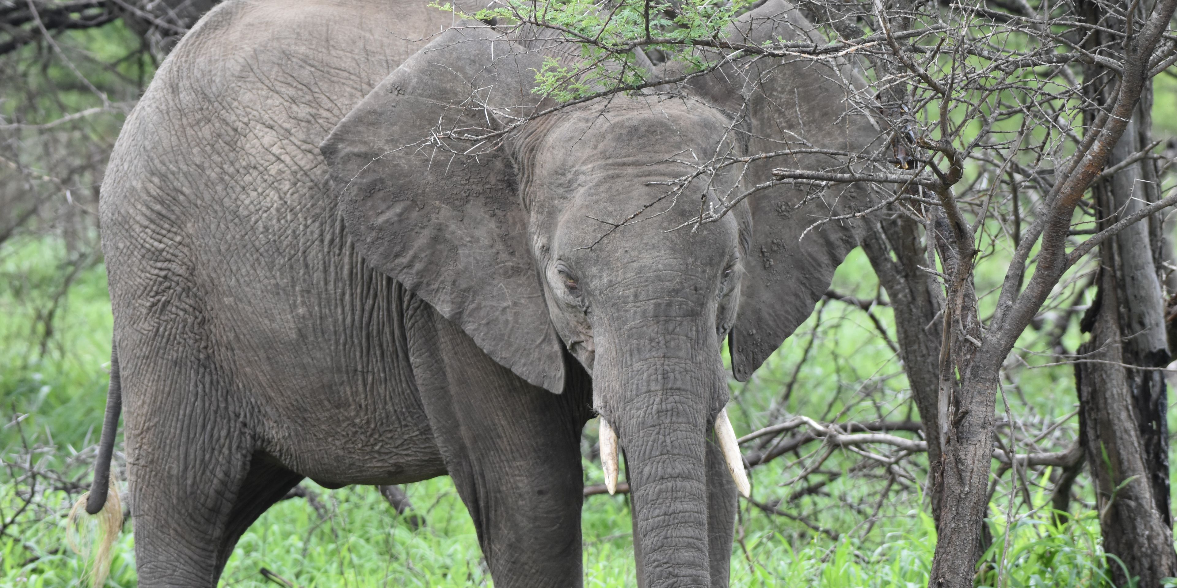 natucate-internship-south-africa-zululand-elephant-mud