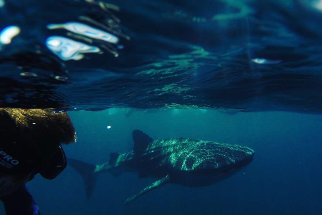 Volunteers in the Philippines observe a whale shark underwater