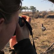 erfahrungsberichte-rangerkurs-field-guide-level-1-afrika-lea-southern-ground-hornbill-natucate