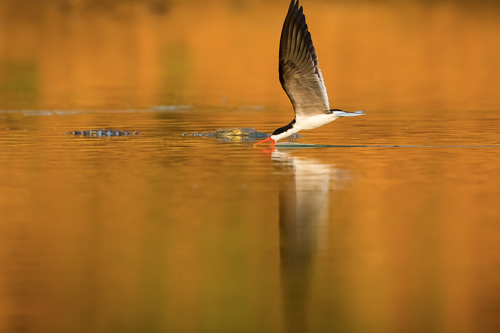 naturreisen-okavango-wilderness-experience-water-bird