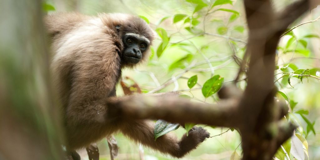 Species conservation in Indonesia: A gibbon in Borneo's majestic Sabangau rainforest