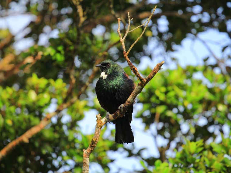 Aufnahme eines eleganten Vertreters der Avifauna an der neuseelaendischen Kauri Coast