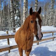 Der gesamte Boden und auch die Bäume im Hintergrund sind mit Schnee bedeckt. Auch auf dem Holzzaun haben sich mehrere Zentimeter Schnee angesammelt. Ein fuchsfarbenes Pferd mit gespitzten Ohren und freundlichen Augen steht im Vordergrund.