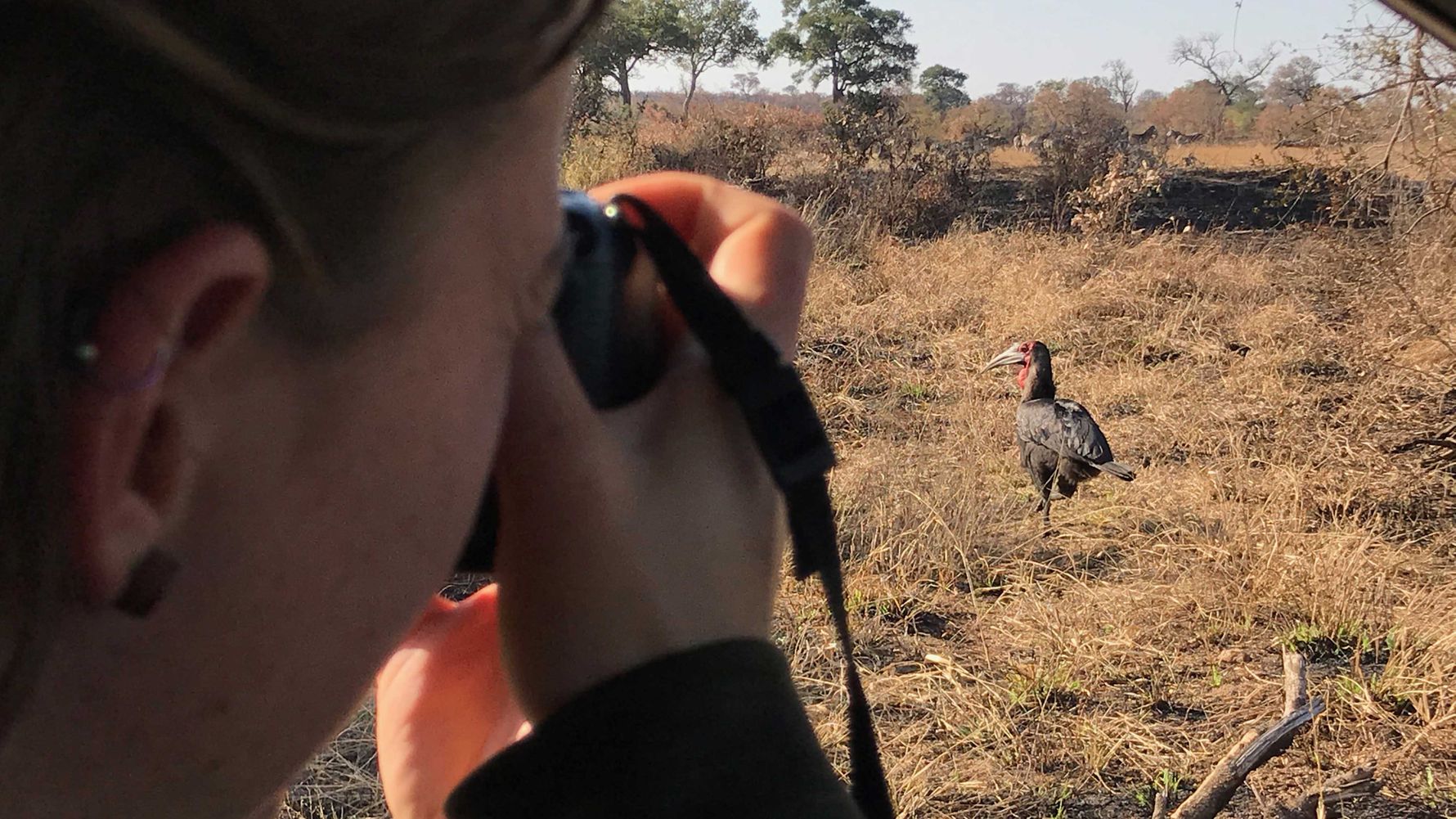 erfahrungsberichte-rangerkurs-field-guide-level-1-afrika-lea-southern-ground-hornbill-natucate