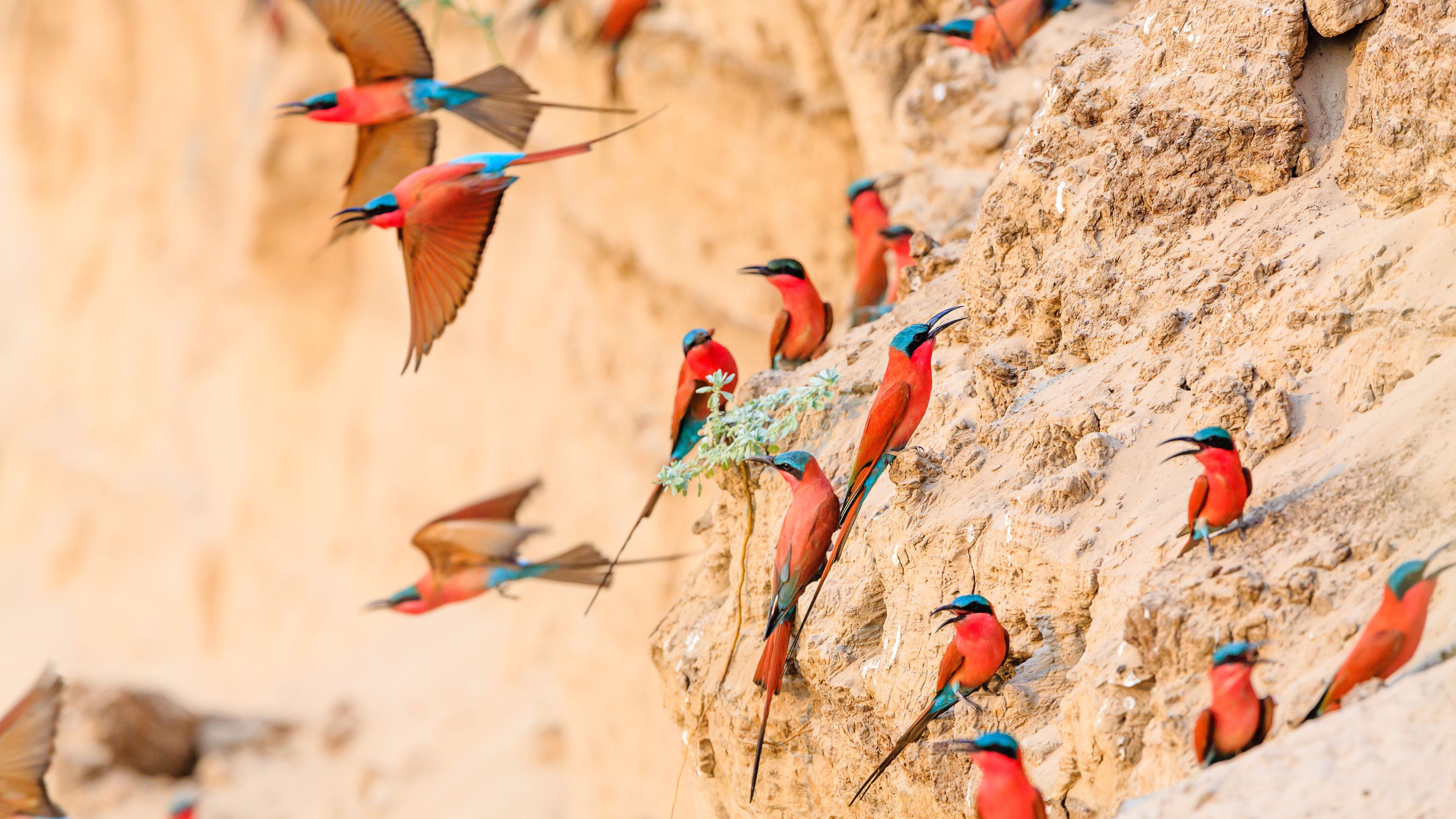 Gruppe von Carmine Bee Eaters im suedlichen Afrika