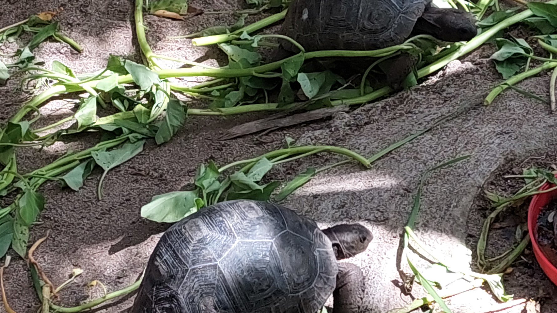 natucate-erfahrungsbericht-seychellen-north-island-sybille-schildkroten-gehege