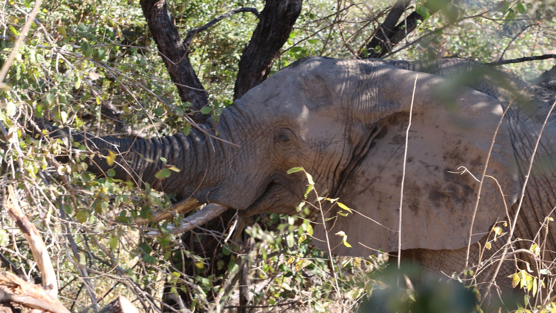erfahrungsberichte-rangerkurse-suedafrika-field-guide-level-1-sara-elefant