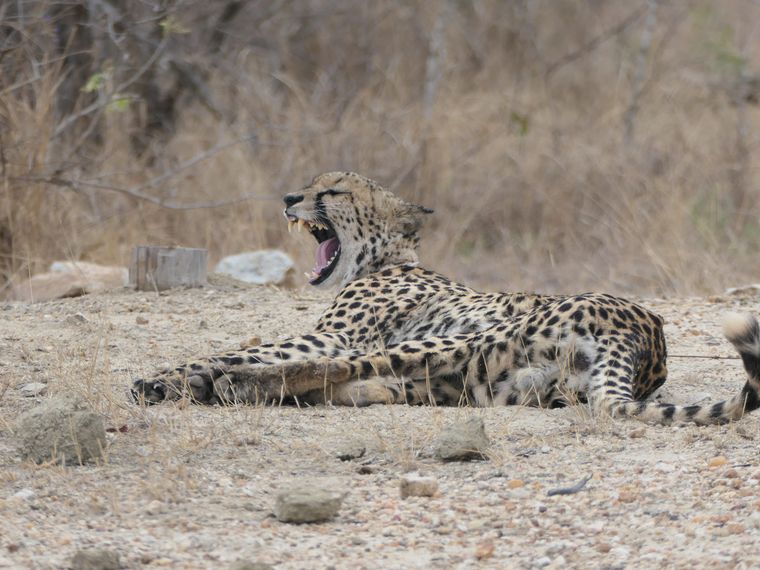 Gepard g&auml;hnend