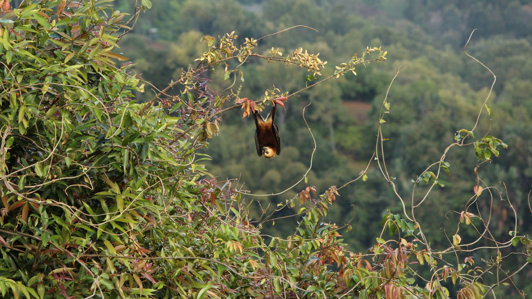blog-ratgeber-mauritius-kestrel-valley-flughund-natucate