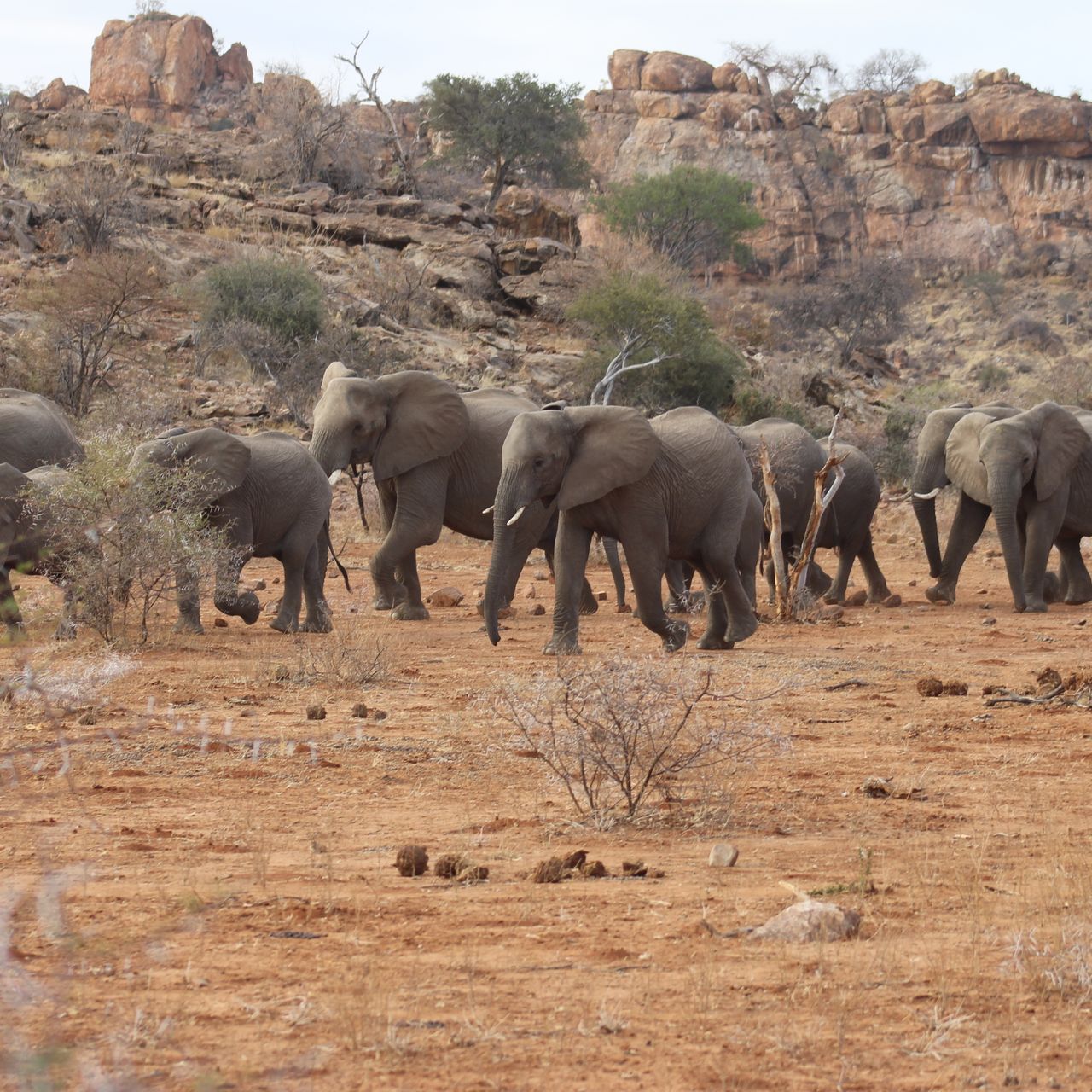 erfahrungsberichte-suedliches-afrika-fgl1-rangerausbildung-elefanten-natucate