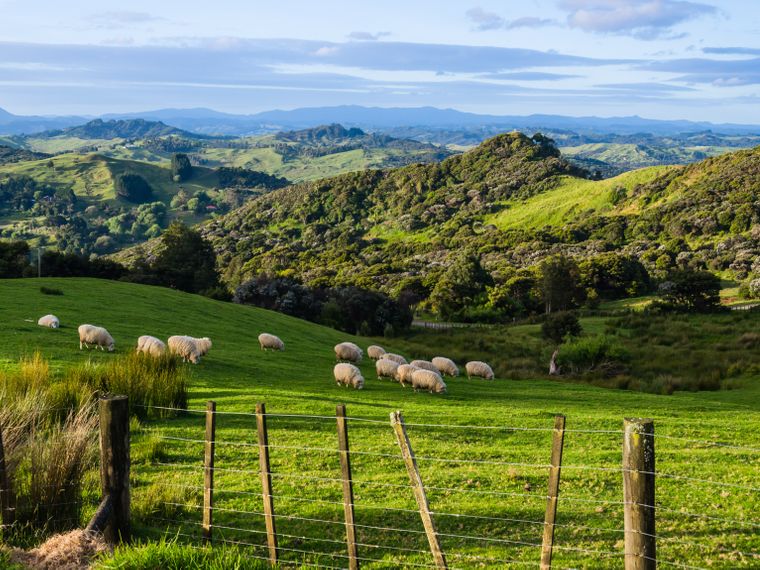 Blick ueber die gruene Huegellandschaft Neuseelands mit grasenden Schafen