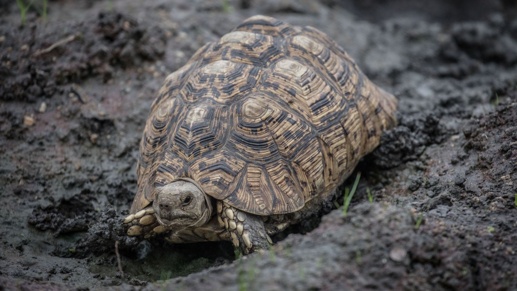 Naturguideausbildung: Eine grosse Landschildkroete im Gebuesch