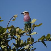 Lilac breasted roller